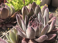 Sempervivum Hybr. Aquila