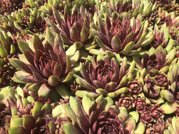 Sempervivum Hybr. Dr. Fritz Köhlein