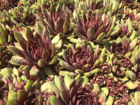 Sempervivum Hybr. Dr. Fritz Köhlein