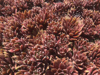 Sempervivum Cassiopeia