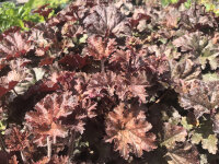 Heuchera micrantha Cappuccino P1