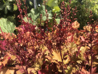 Heuchera micrantha Marmalade® P1