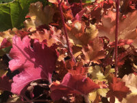 Heuchera micrantha Marmalade® P1