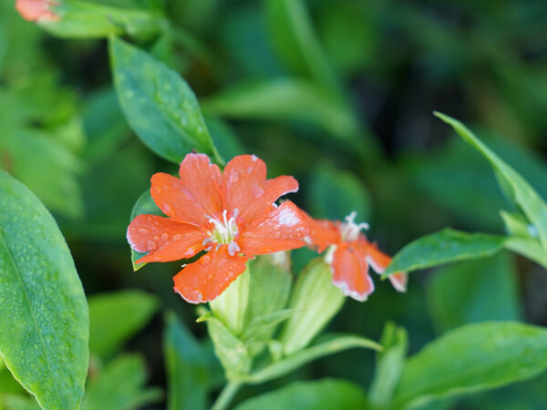 Silene cognata