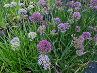 Allium senescens Millenium-Absaat