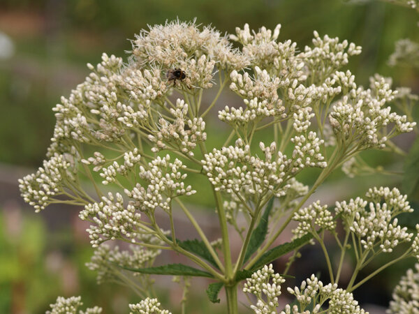 Eupatorium (Eutrochium) fistulosum Bartered Bride