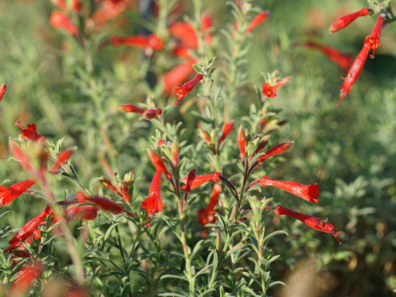 Zauschneria californica