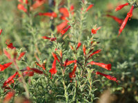 Zauschneria californica