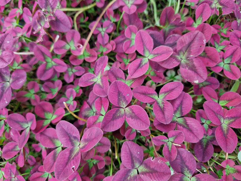 Trifolium repens Isabella