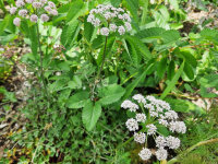 Oenanthe crocata (ex Portugal)