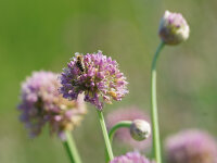 Allium nutans Esmee