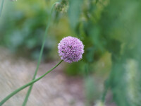 Allium nutans Esmee