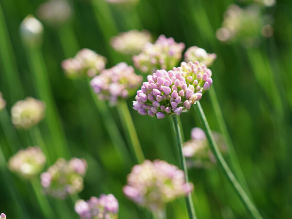 Allium senescens Lisa Green