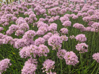 Allium senescens Lisa Green