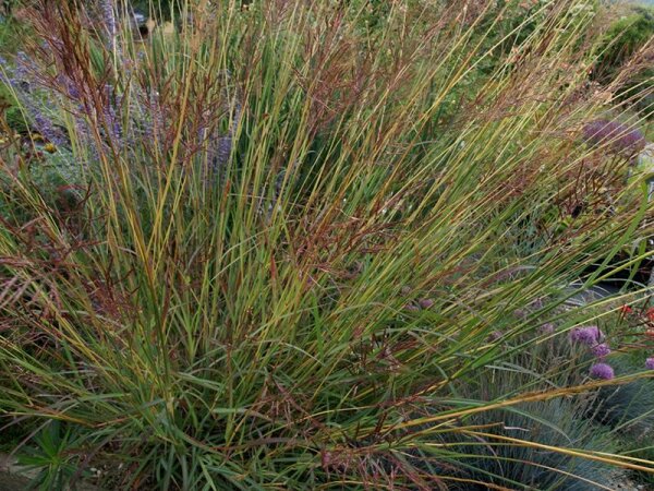 Bothriochloa bladhii