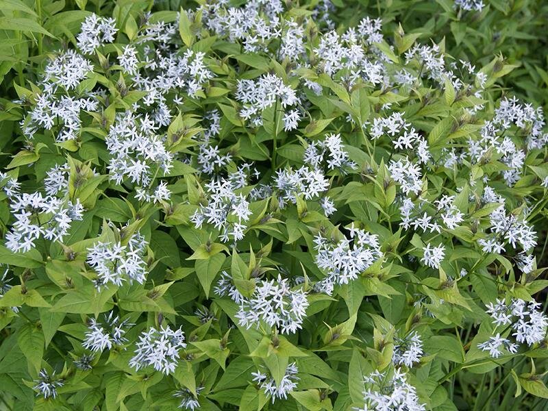 Amsonia tabernaemontana var. tabernaemontana