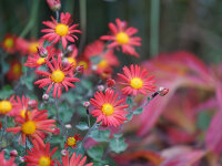 Chrysanthemum (Indicum-Gruppe) Feuerstern
