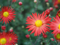 Chrysanthemum (Indicum-Gruppe) Feuerstern