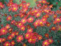 Chrysanthemum (Indicum-Gruppe) Feuerstern