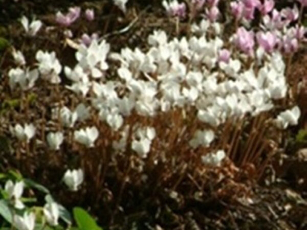 Cyclamen hederifolium Silverleaf Alba