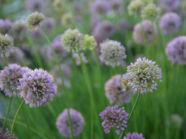 Allium senescens In Orbit