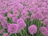 Allium senescens Serendipity®