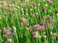 Allium senescens Serendipity®