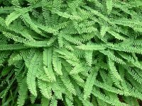 Adiantum pedatum Imbricatum