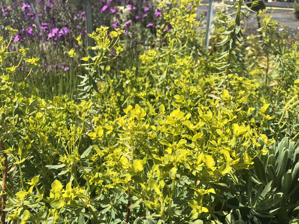 Euphorbia nicaensis Copton Ash