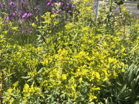 Euphorbia nicaensis Copton Ash