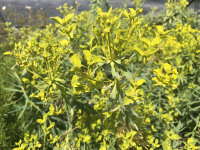 Euphorbia nicaensis Copton Ash
