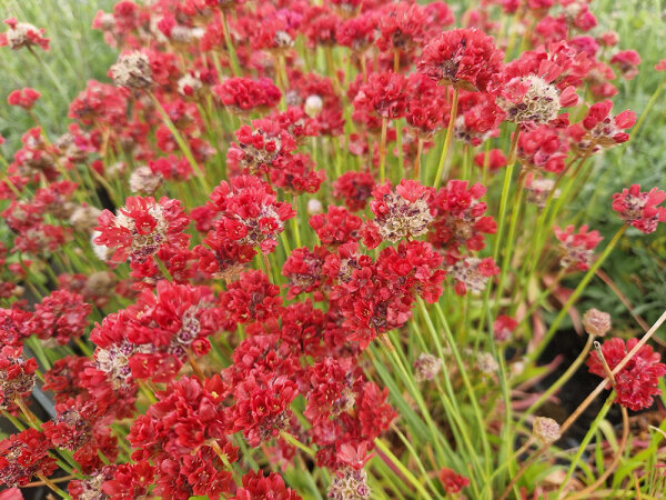 Armeria pseudoarmeria Ballerina Red