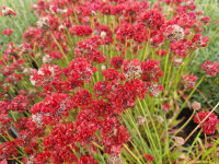 Armeria pseudoarmeria Ballerina Red