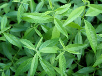 Aloysia triphylla