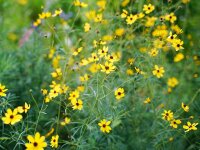 Coreopsis verticillata Appalachian Gold