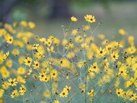 Coreopsis verticillata Appalachian Gold
