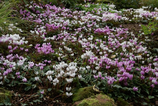 Cyclamen hederifolium