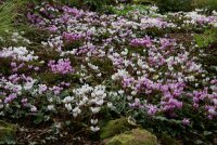 Cyclamen hederifolium
