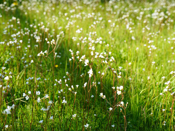 Saxifraga granulata