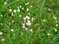 Saxifraga granulata