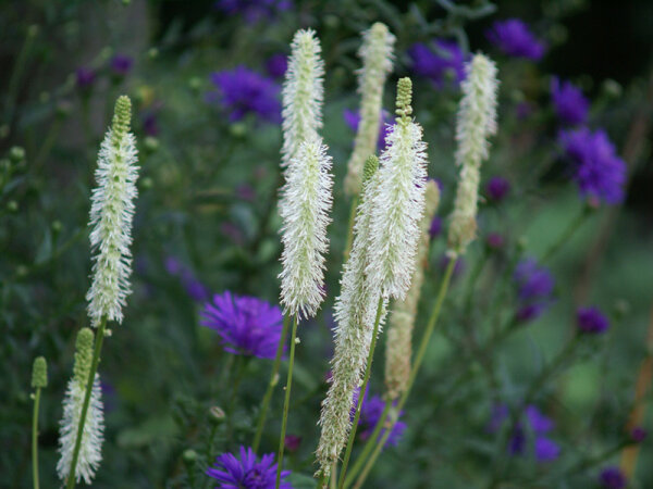 Sanguisorba canadensis P1