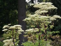 Angelica dahurica P1