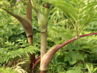 Angelica dahurica P1