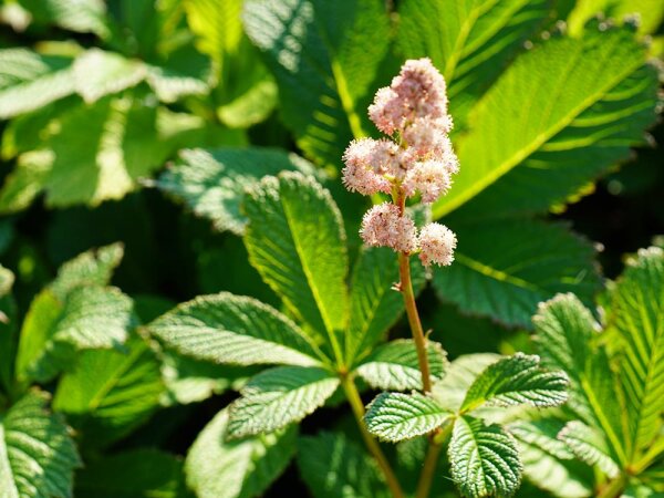 Rodgersia Die Schöne P1