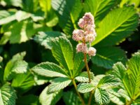 Rodgersia Die Schöne P1