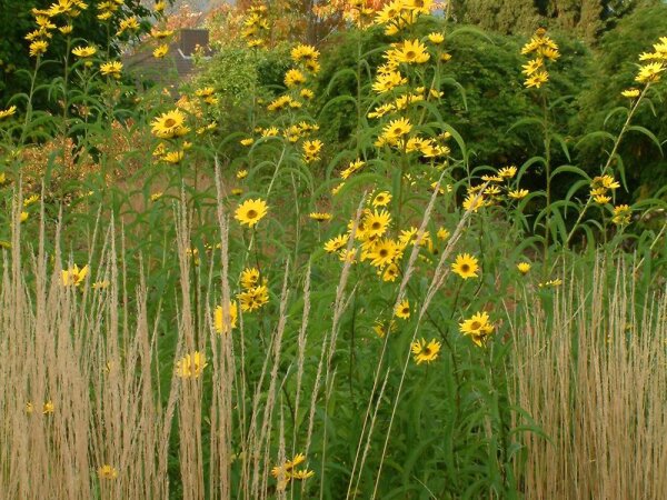 Helianthus maximiliani