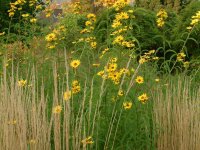 Helianthus maximiliani