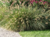 Pennisetum alopecuroides WeserberglandP1