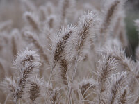 Pennisetum alopecuroides WeserberglandP1