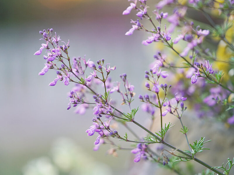 Teucrium orientalis P1
